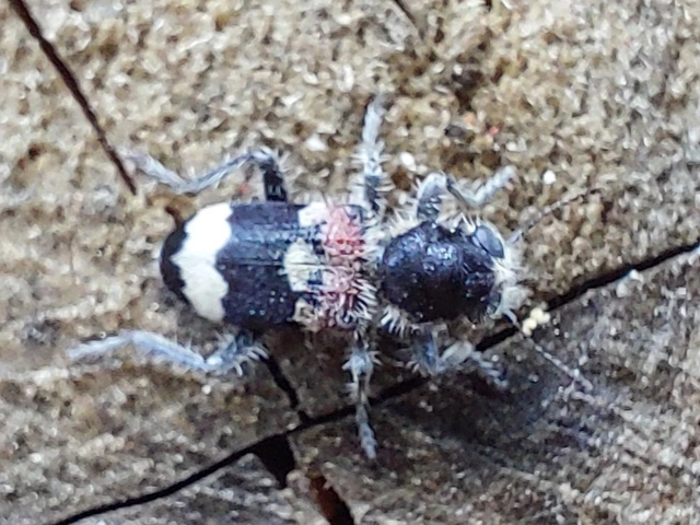 Clerus mutillarius - feketenyakú szúfarkas