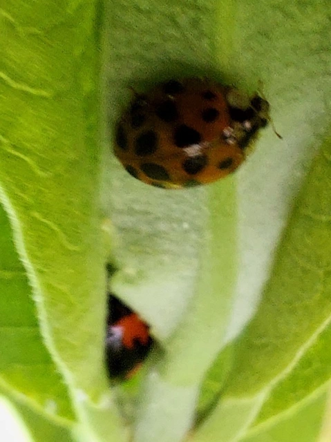 Harmonia axyridis - harlekinkatica