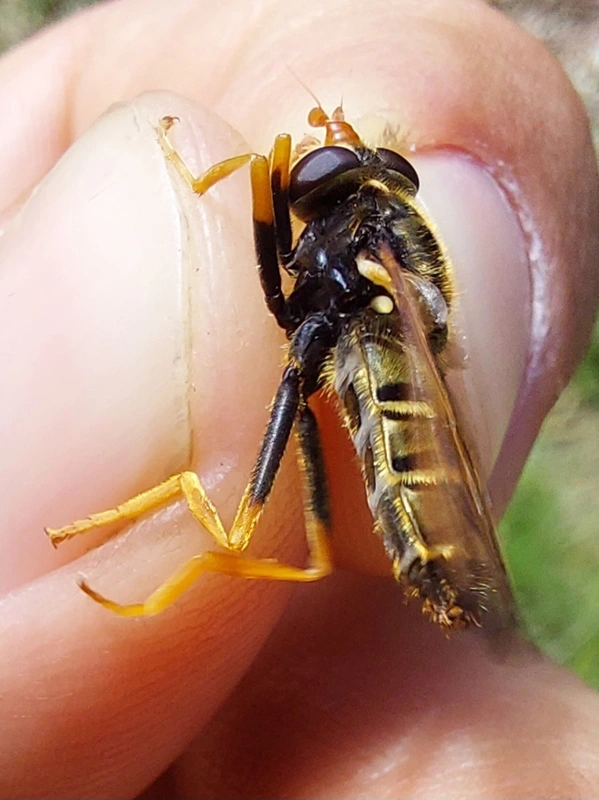 Caliprobola speciosa - pompáslégy