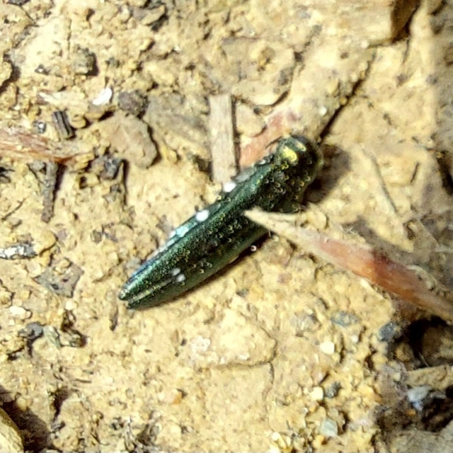 kétpettyes karcsúdíszbogár - Agrilus biguttatus