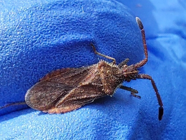 Coriomeris