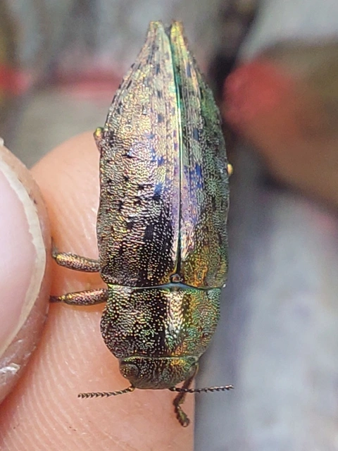 bükkfa-díszbogár - Dicerca berolinensis