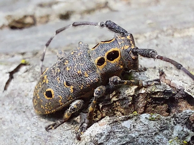 Mesosa curculionoides - szemfoltos cincér Mesosa curculionoides - szemfoltos cincér