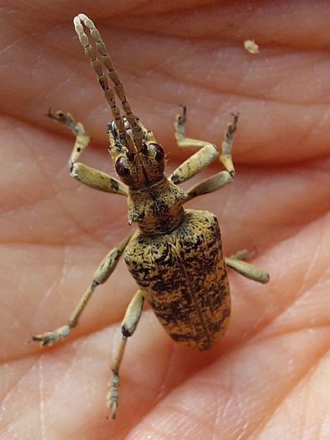 Rhagium sycophanta - tölgyes-tövisescincér