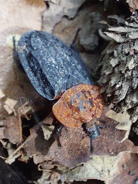 vörösnyakú dögbogár - Oiceoptoma thoracicum