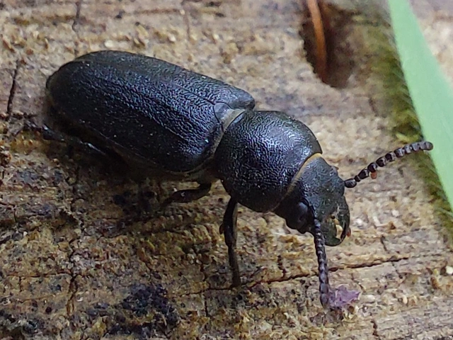 erdei félcincér - Spondylis buprestoides