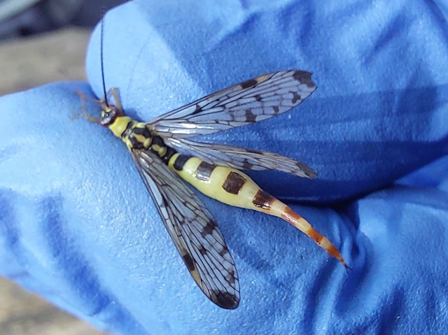 német skorpiólégy - Panorpa germanica