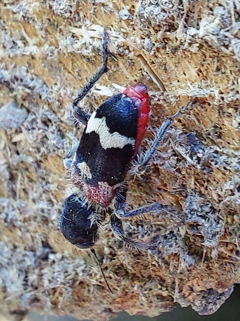 Clerus mutillarius - feketenyakú szúfarkas