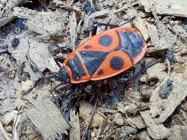 Pyrrhocoris apterus - verőköltő poloska
