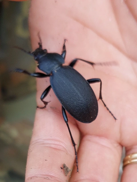bőrfutrinka - Carabus coriaceus