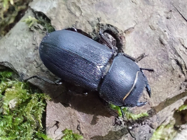 Dorcus parallelipipedus - kis szarvasbogár