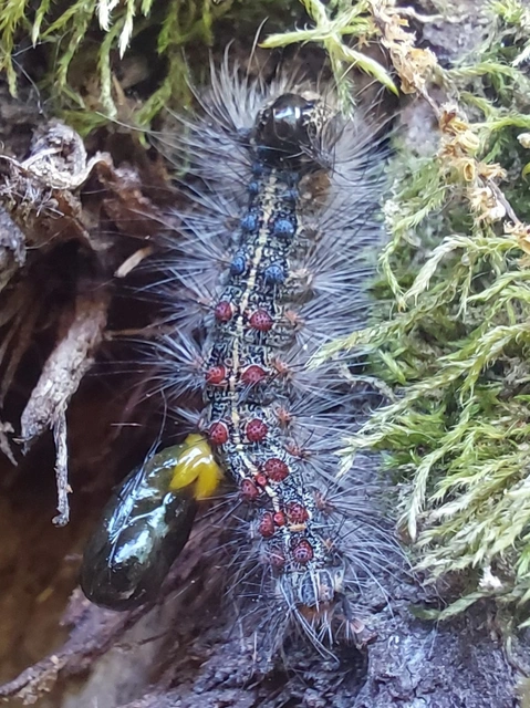 gyapjaslepke - Lymantria dispar