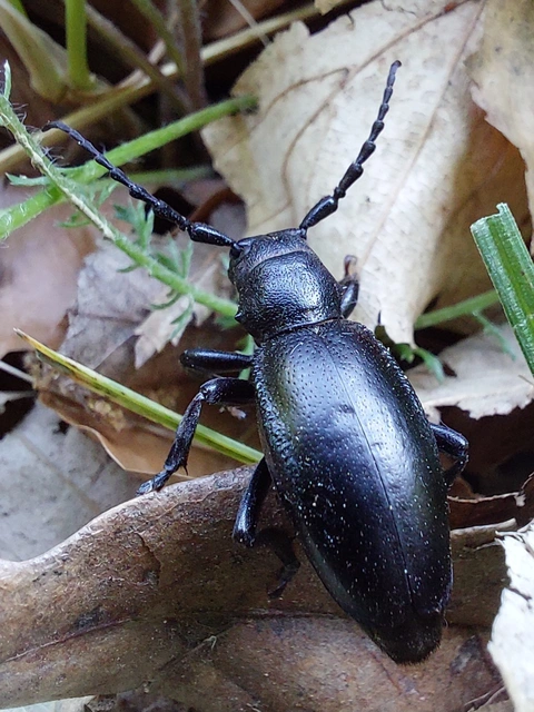 Dorcadion aethiops - fekete gyalogcincér