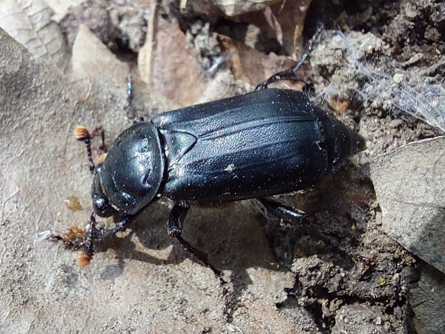 fekete temetőbogár - Nicrophorus humator