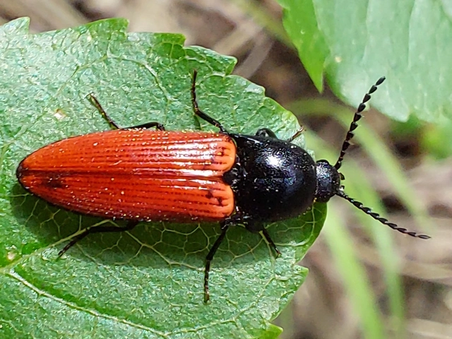 Ampedus