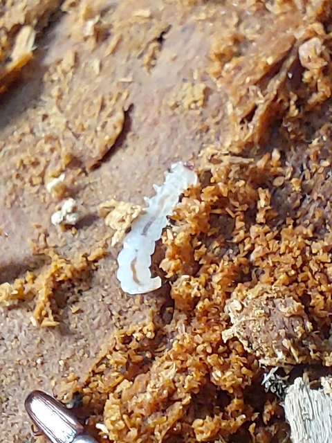 európai fogasállúbogár - Prostomis mandibularis