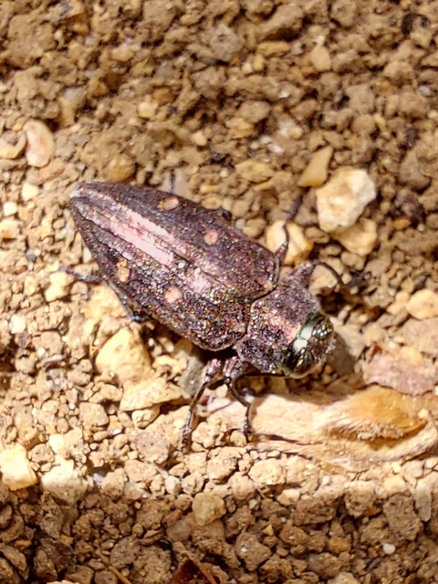 aranypettyes díszbogár - Chrysobothris affinis