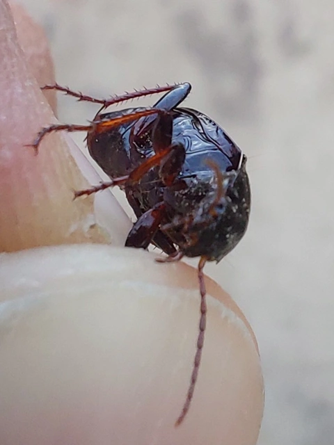 Calathus fuscipes - sokpontos tarfutó