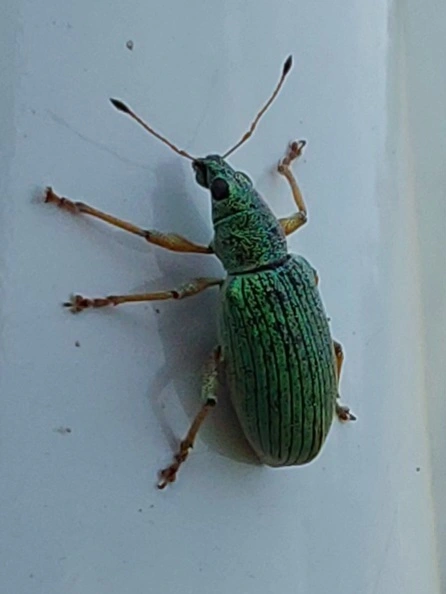 selymes lombormányos - Polydrusus formosus