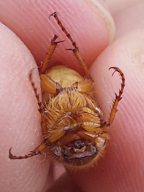 Amphimallon assimile - kis sárgacserebogár