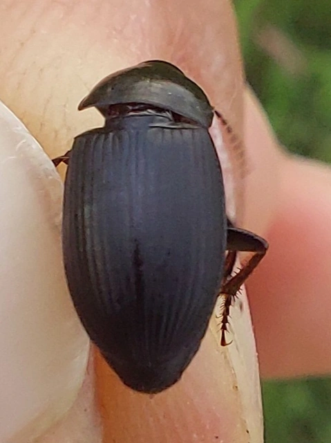 fekete lomhafutó - Harpalus serripes