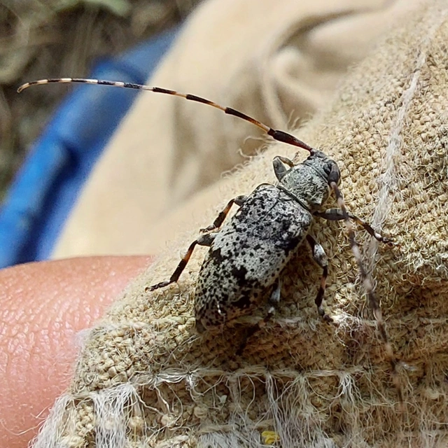 öves gesztcincér - Leiopus nebulosus
