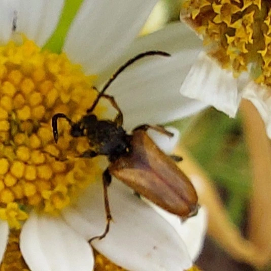 Pseudovadonia livida - barnás virágcincér