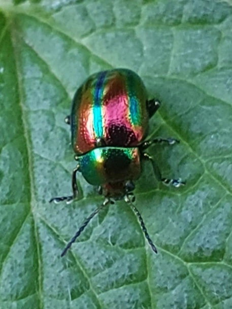 díszes árvacsalán-levelész - Chrysolina fastuosa