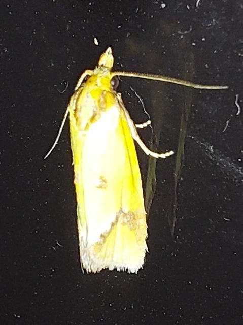 közönséges sárgamoly - Agapeta hamana