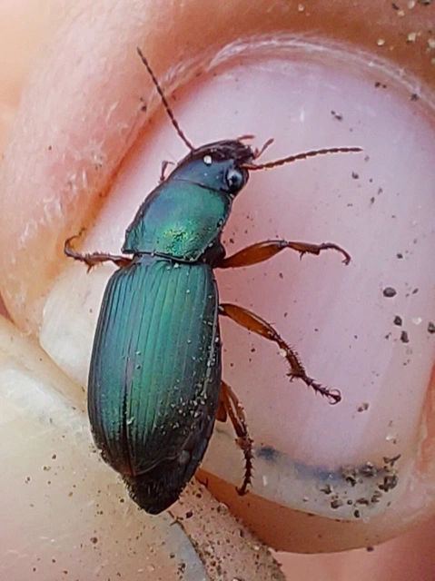 szőrösszárnyú lomhafutó - Harpalus affinis