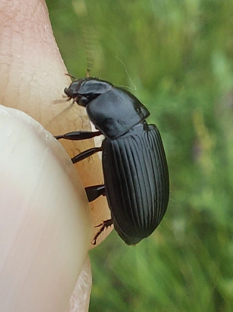 Harpalus serripes - fekete lomhafutó