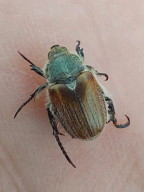 Chaetopteroplia segetum - rozsszipoly