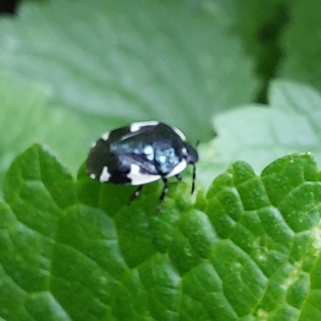 hatfoltos földipoloska - Tritomegas sexmaculatus