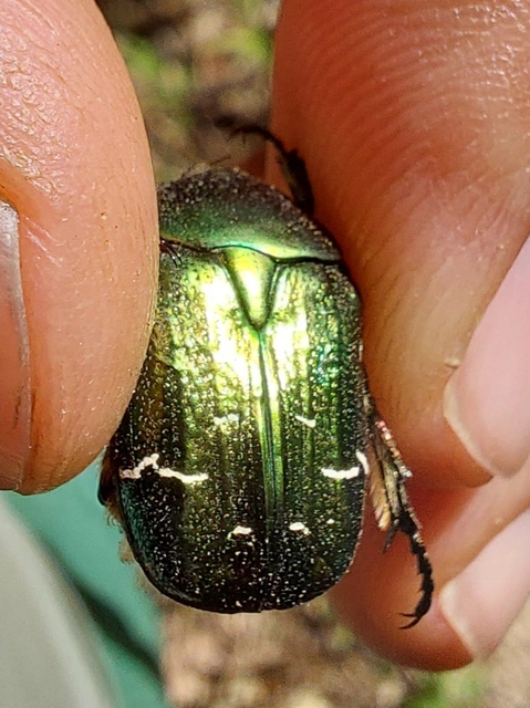 Cetonia aurata - aranyos virágbogár