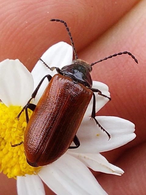 közönséges pejbogár - Omophlus proteus