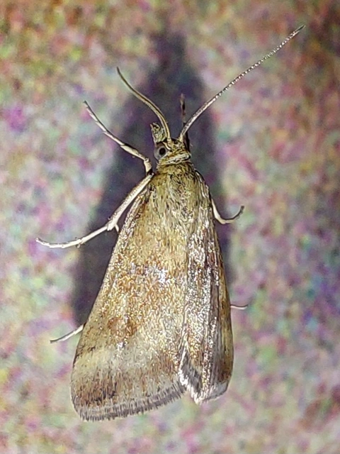 Pyrausta despicata - réti bíbormoly