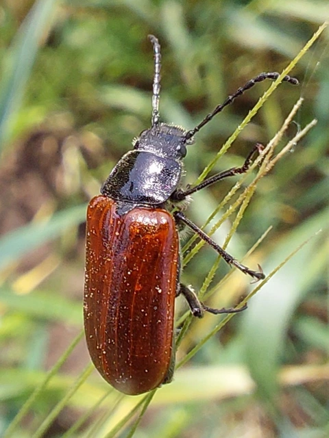Omophlus proteus - közönséges pejbogár Omophlus proteus - közönséges pejbogár