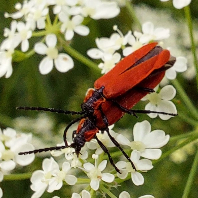 vérbogár - Lygistopterus sanguineus