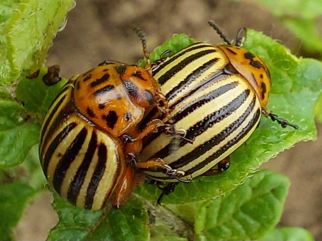 burgonyabogár - Leptinotarsa decemlineata
