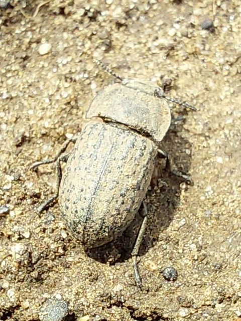Opatrum sabulosum - sároshátú gyászbogár Opatrum sabulosum - sároshátú gyászbogár