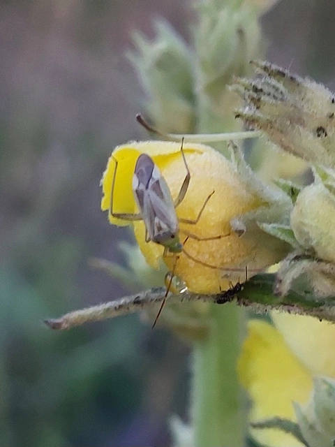 lucernapoloska - Adelphocoris lineolatus