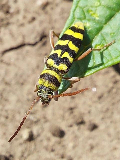 lucerna-darázscincér - Echinocerus floralis