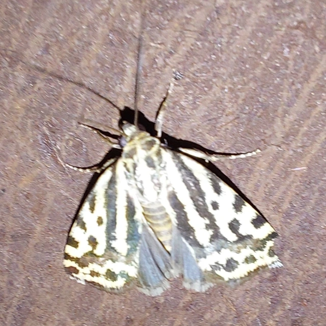 zebrabagoly - Emmelia trabealis