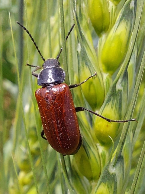 Omophlus proteus - közönséges pejbogár Omophlus proteus - közönséges pejbogár