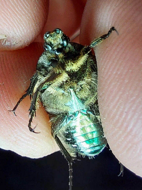 Cetonia aurata - aranyos virágbogár