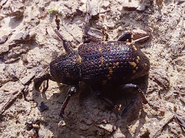 nagy fenyvesormányos - Hylobius abietis