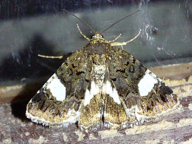 fekete nappalibagoly - Tyta luctuosa