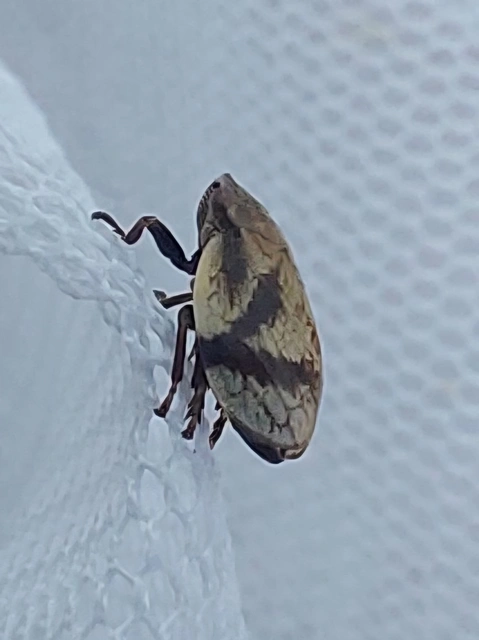 Lepyronia coleoptrata