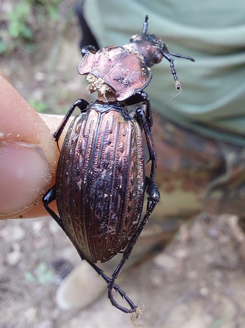 rezes futrinka - Carabus ulrichii