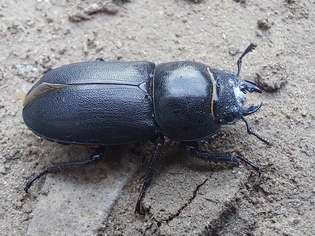 Dorcus parallelipipedus - kis szarvasbogár